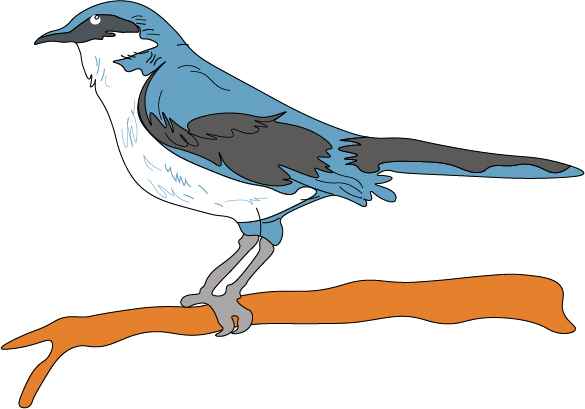 How to Draw a Mockingbird || A Step-by-Step Guide for Beginners