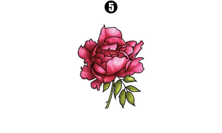 How to Draw a Peony || A Step-by-Step Guide