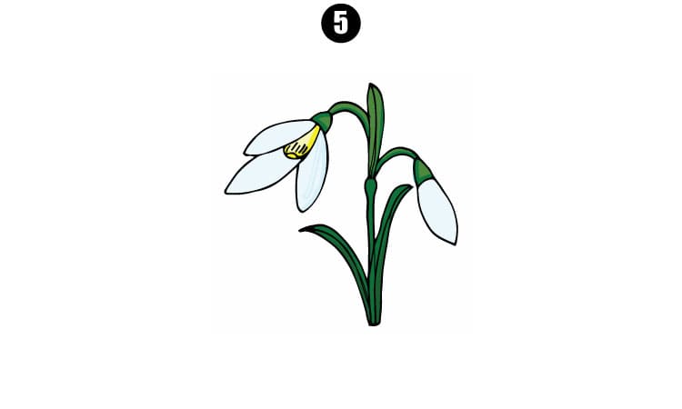 snowdrop drawing