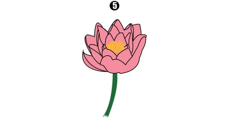 How to Draw a Water Lily || A Step-by-Step Guide