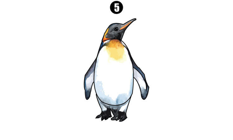 How to Draw a Penguin || A Step-by-Step Guide for Beginners